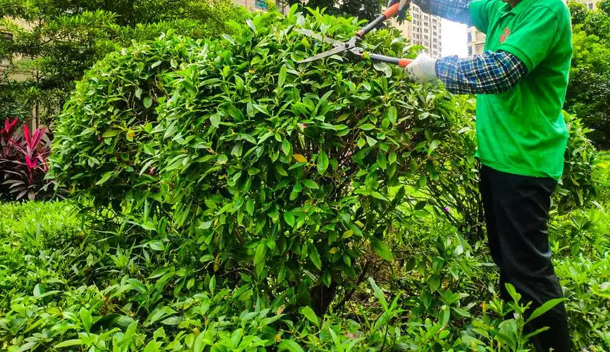 陕西渭南市蒲城县绿化工程