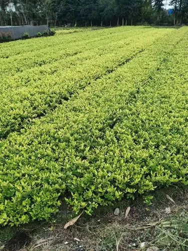 阳春市承接园林绿化工程